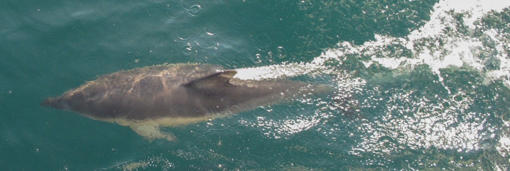 Dolphin off the bow