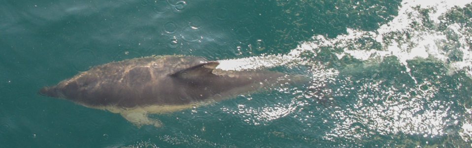 Dolphin off the bow. English Channel. 2013. Thanks to Andrew Wiltshire