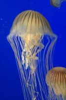 Jelly Fish