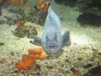 Ugly Fish