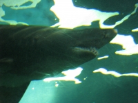 Don't get in the water fish